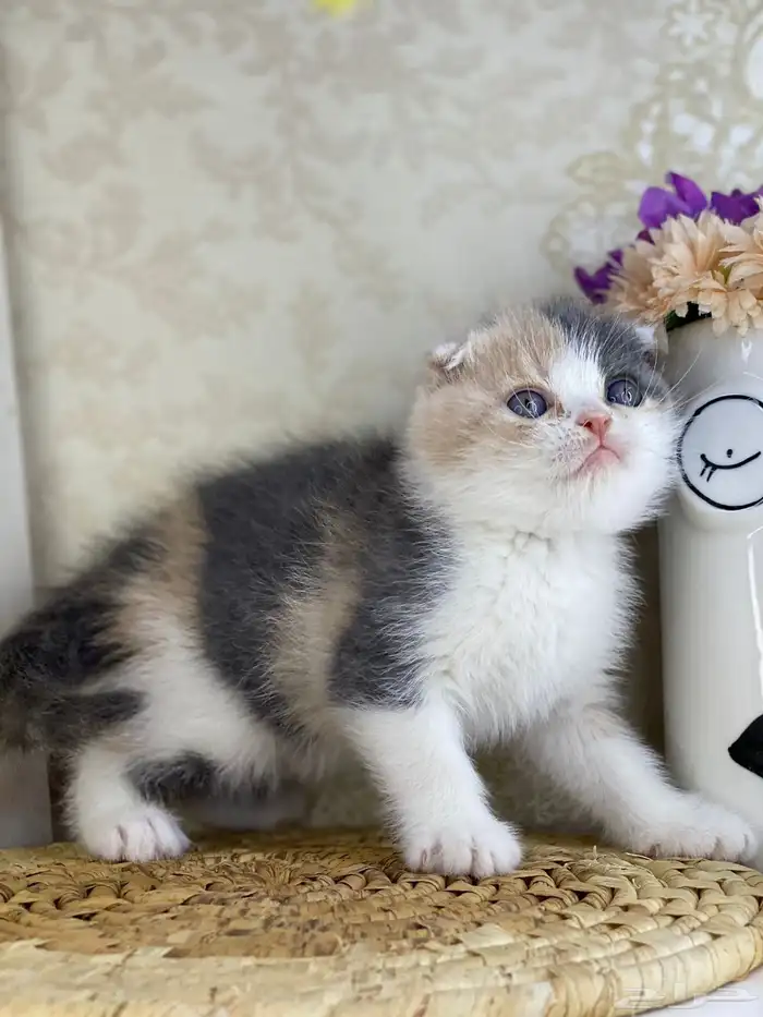 كيتنز سكوتش فولد قولد وسلفر بيرشن قطط صغيره قطوه cat برتش 14