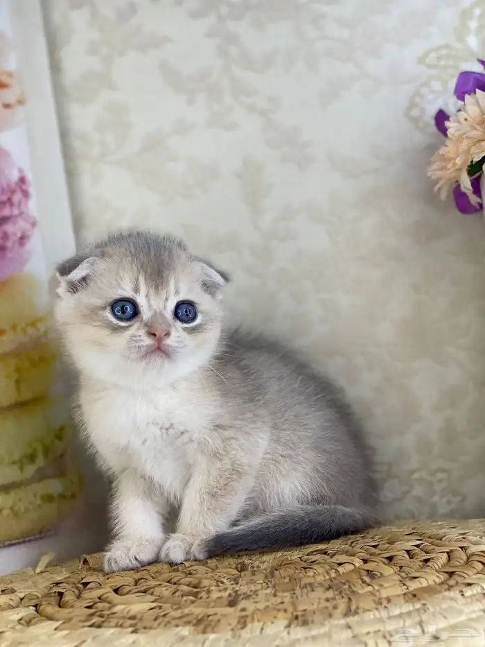 كيتنز سكوتش فولد قولد وسلفر بيرشن قطط صغيره قطوه cat برتش 4