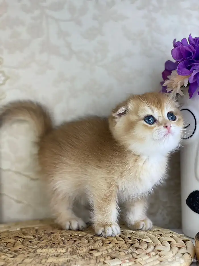كيتنز سكوتش فولد قولد وسلفر بيرشن قطط صغيره قطوه cat برتش 20