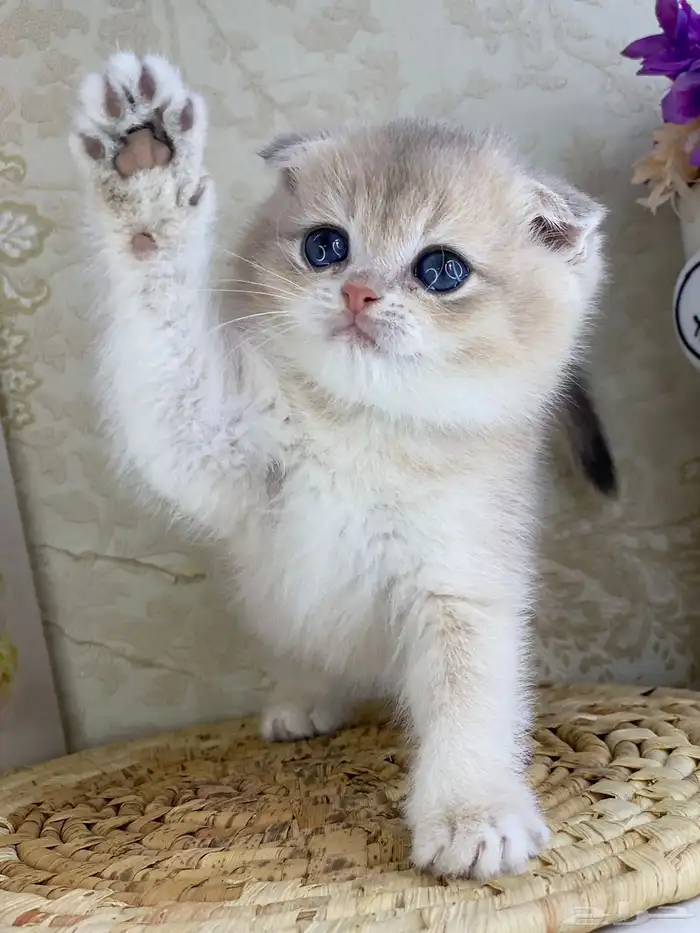 كيتنز سكوتش فولد قولد وسلفر بيرشن قطط صغيره قطوه cat برتش 25