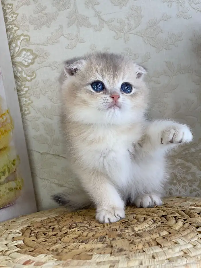 كيتنز سكوتش فولد قولد وسلفر بيرشن قطط صغيره قطوه cat برتش 27