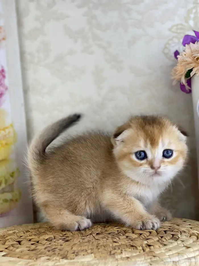 كيتنز سكوتش فولد قولد وسلفر بيرشن قطط صغيره قطوه cat برتش 9