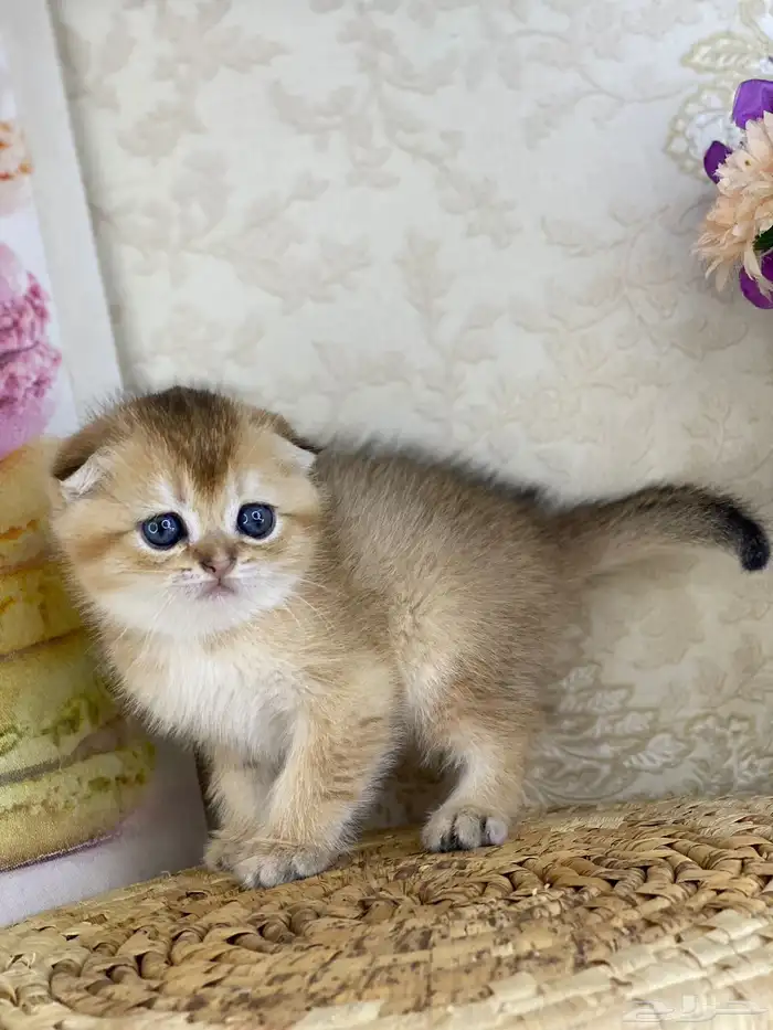 كيتنز سكوتش فولد قولد وسلفر بيرشن قطط صغيره قطوه cat برتش 3