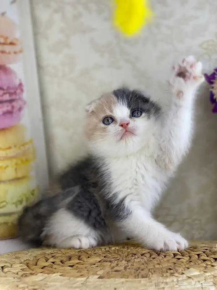 كيتنز سكوتش فولد قولد وسلفر بيرشن قطط صغيره قطوه cat برتش 13