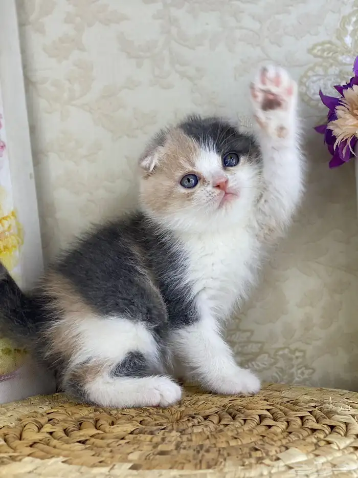 كيتنز سكوتش فولد قولد وسلفر بيرشن قطط صغيره قطوه cat برتش 12