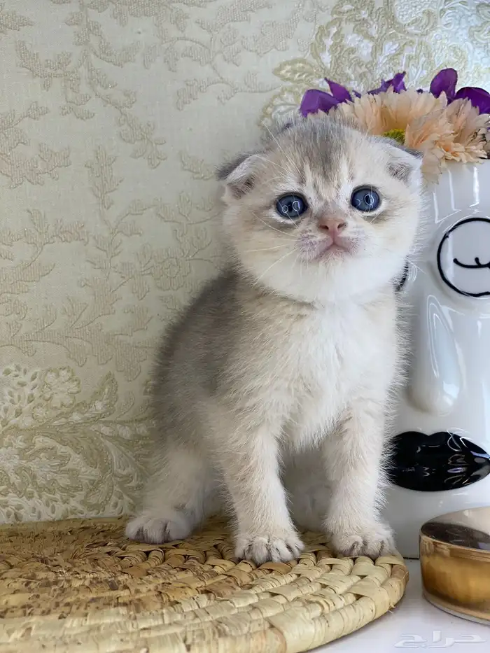 كيتنز سكوتش فولد قولد وسلفر بيرشن قطط صغيره قطوه cat برتش 7