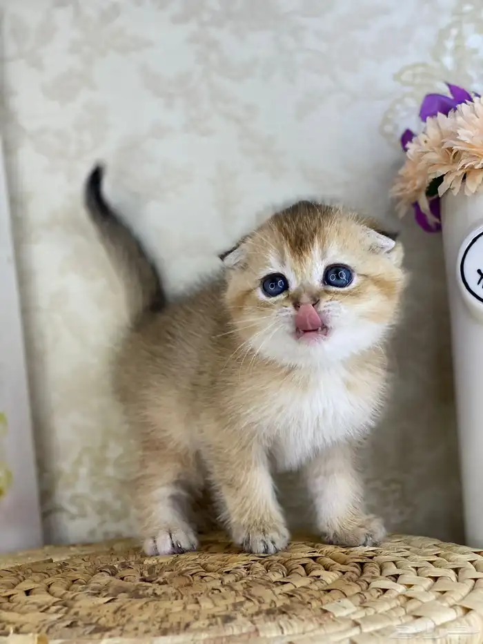 كيتنز سكوتش فولد قولد وسلفر بيرشن قطط صغيره قطوه cat برتش 0