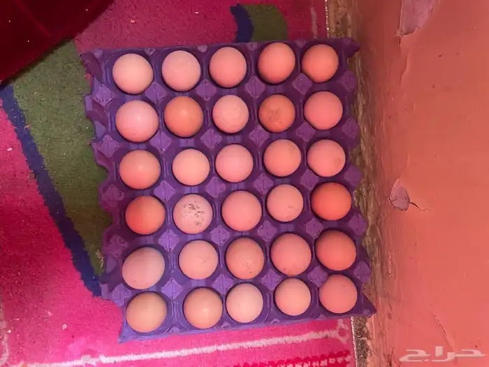 دجاج براهما دم صافي جميع الالوان 3