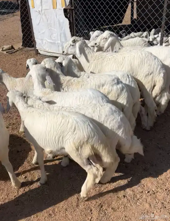 خرفان جبره 3