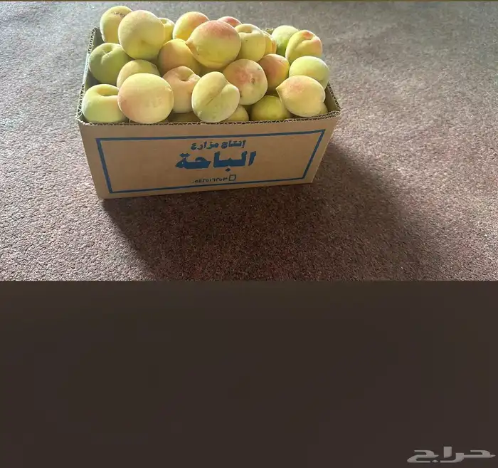 شتلات رمان بيده الفاخر عرض خاص 6