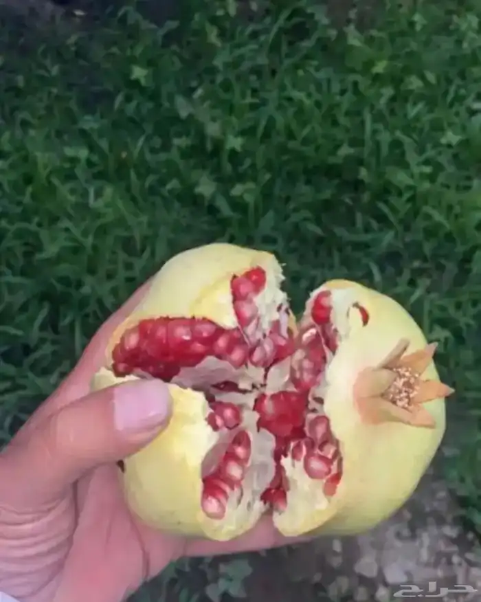شتلات رمان بيده الفاخر عرض خاص 0
