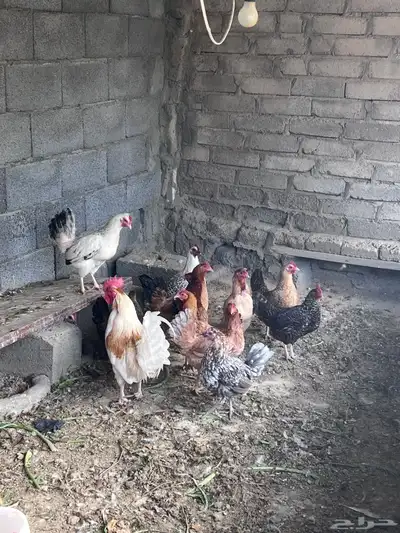 دجاج للبيع. تم البيع الله يبارك للمشتري 6