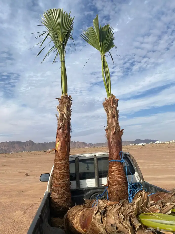 واشنطني زينه 2