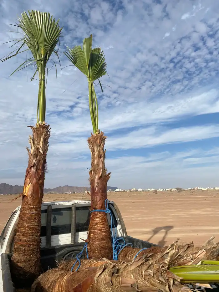 واشنطني زينه 1