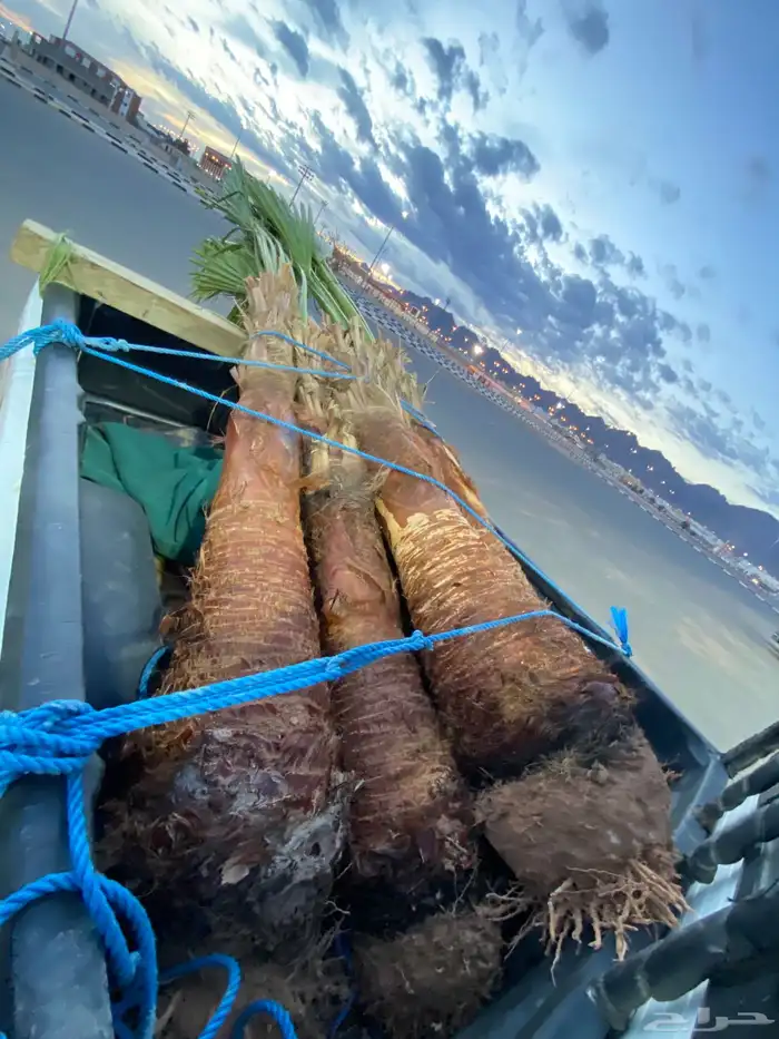 واشنطني زينه 9