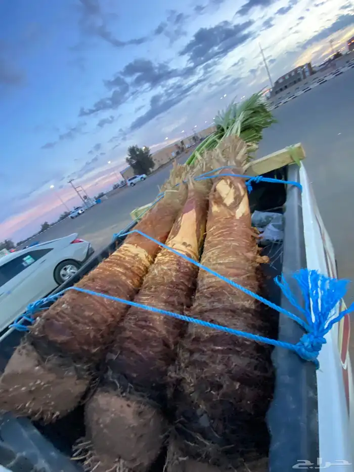 واشنطني زينه 10