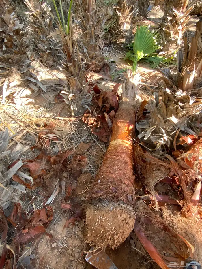 واشنطني زينه 8