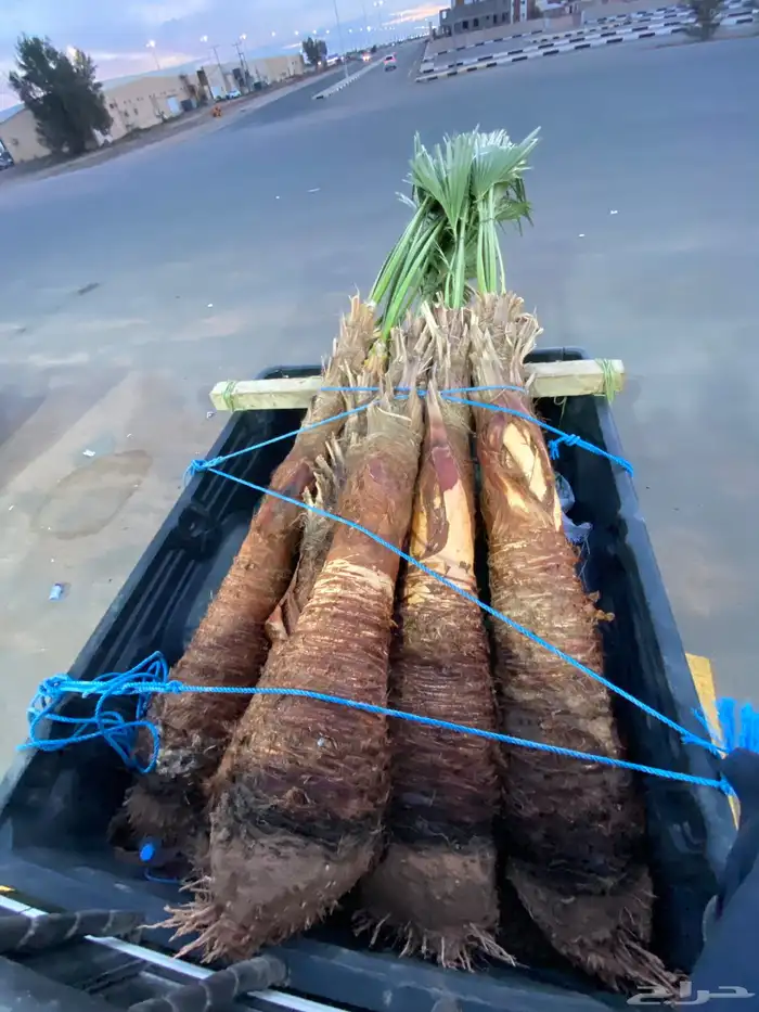 واشنطني زينه 6