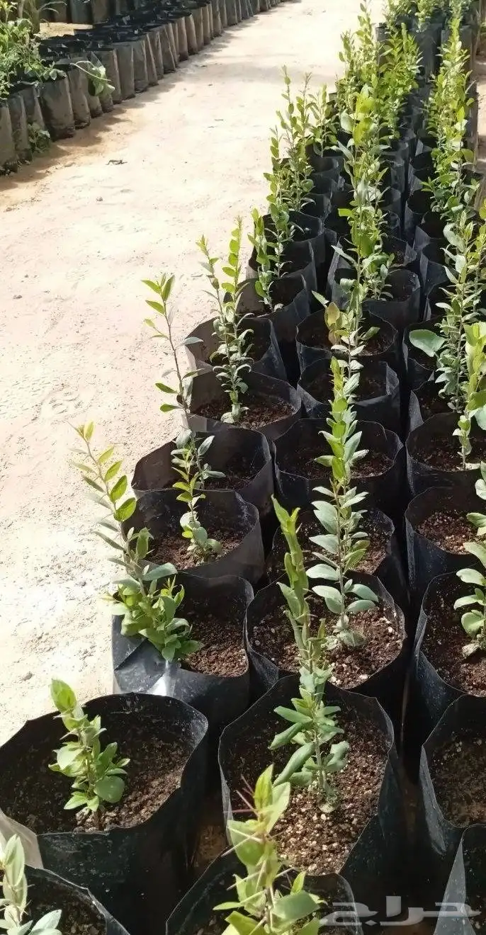 بذور سدر 3