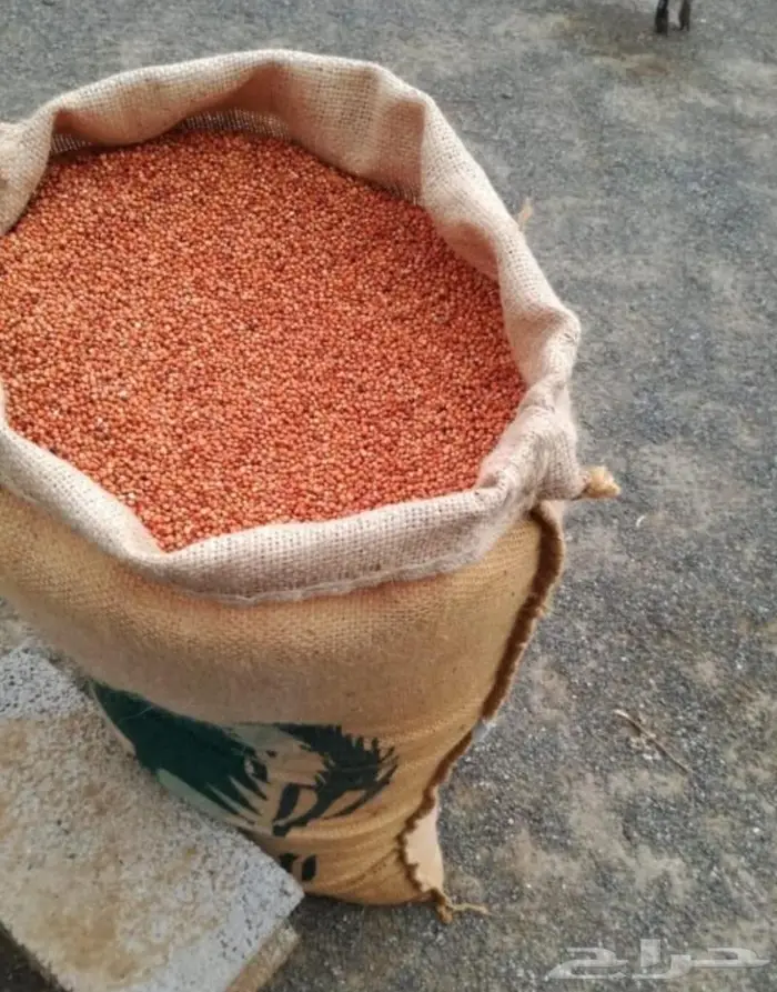 ذره جيزانيه حمراء 2