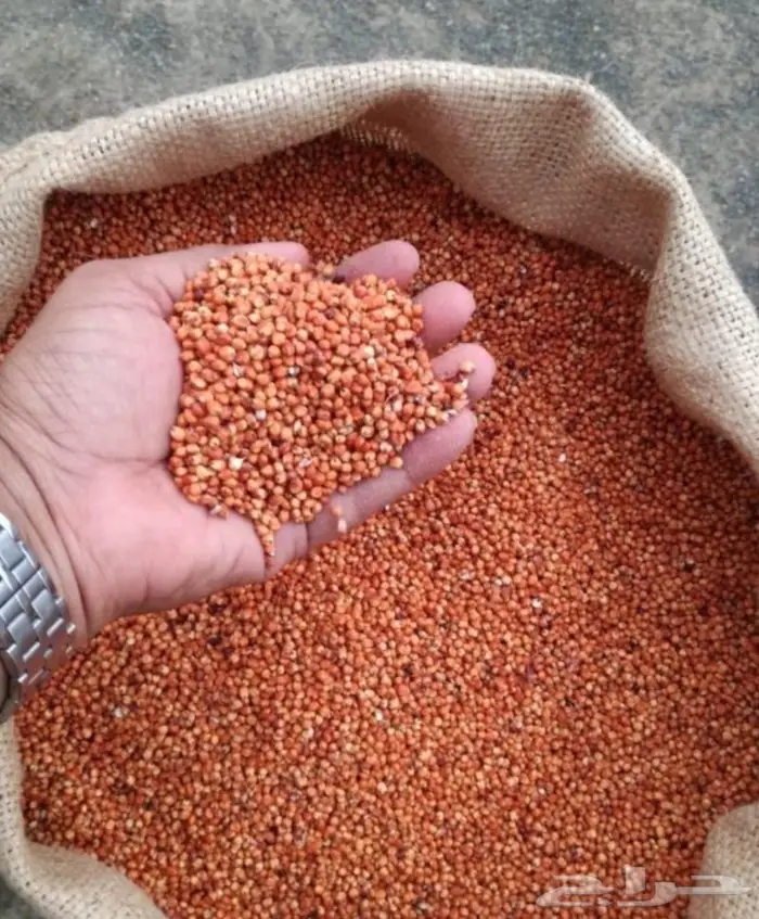 ذره جيزانيه حمراء 0