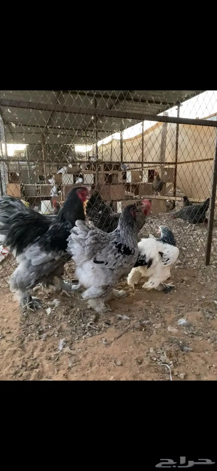 براهما مميز لون ومستوى الخرج 2