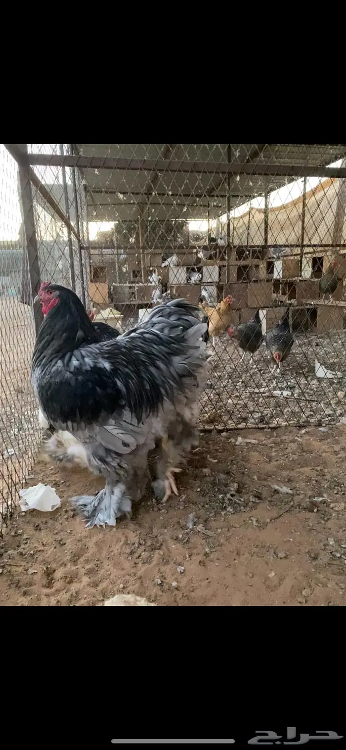 براهما مميز لون ومستوى الخرج 1