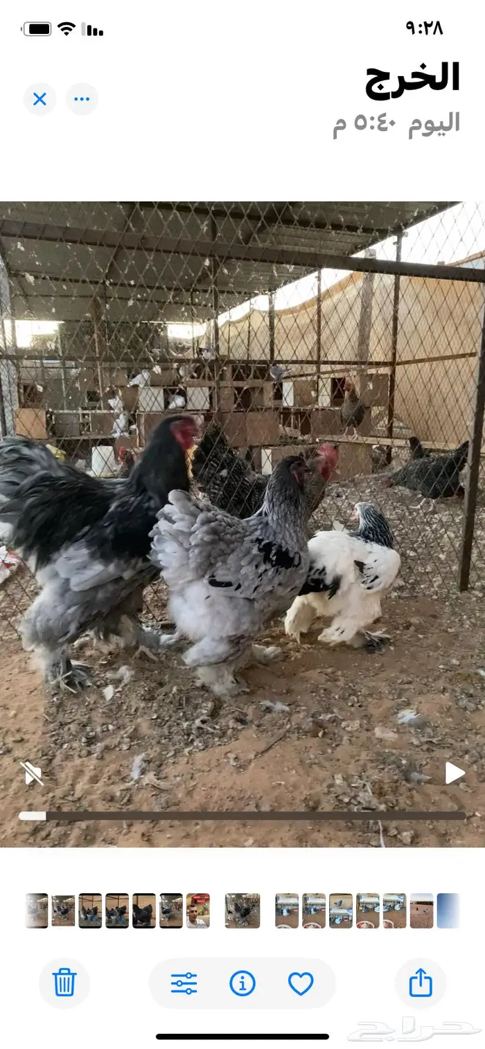 براهما مميز لون ومستوى الخرج 0