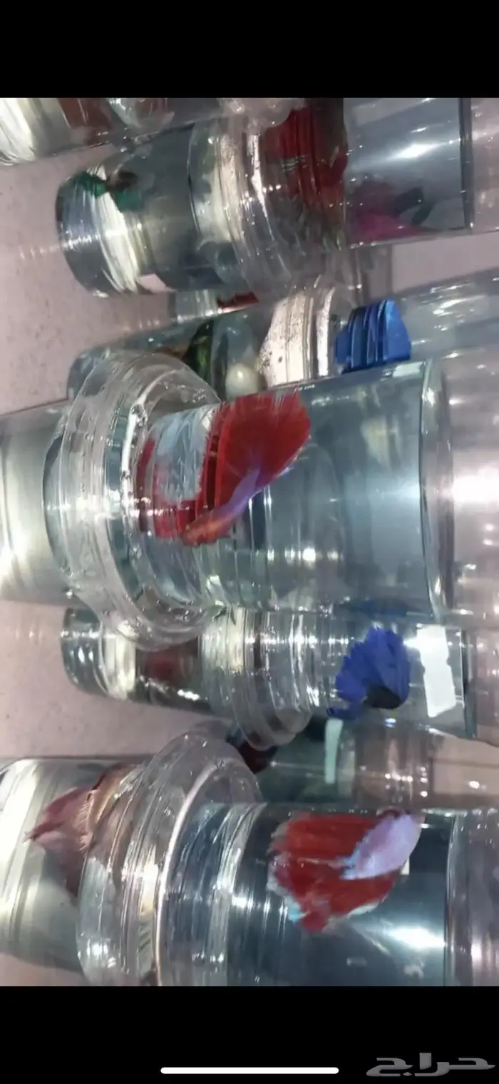 اسماك 1