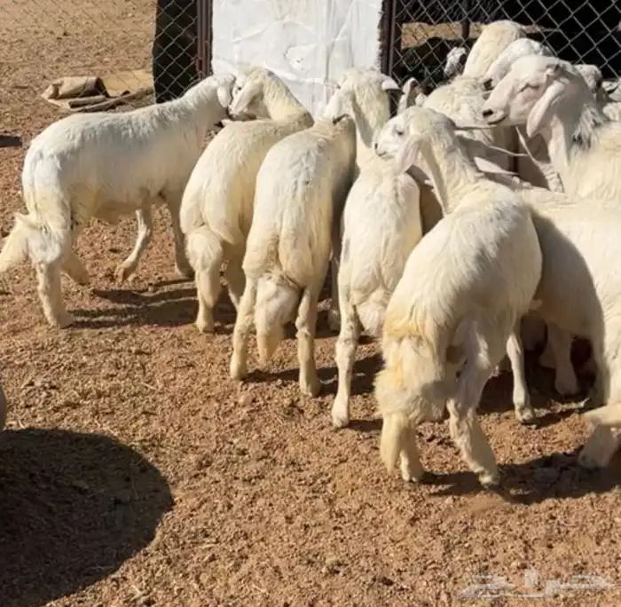 خرفان جبره 0