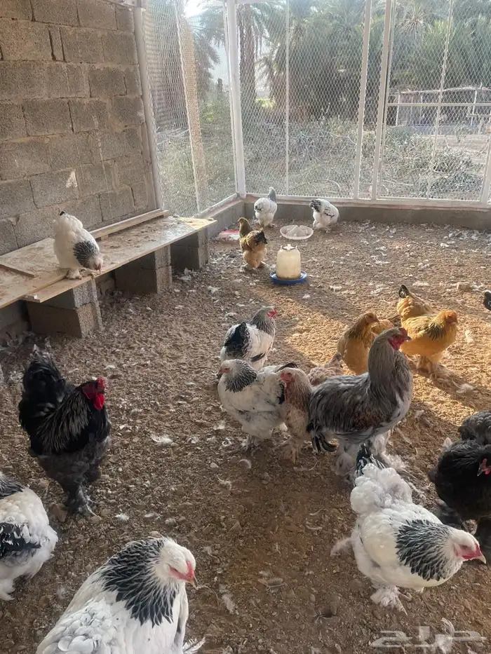 دجاج براهما دم صافي جميع الالوان 0