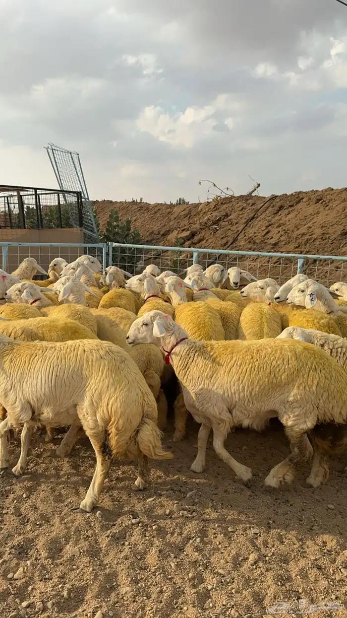 رخال صنف جذعات كفو ( تم البيع ) 1