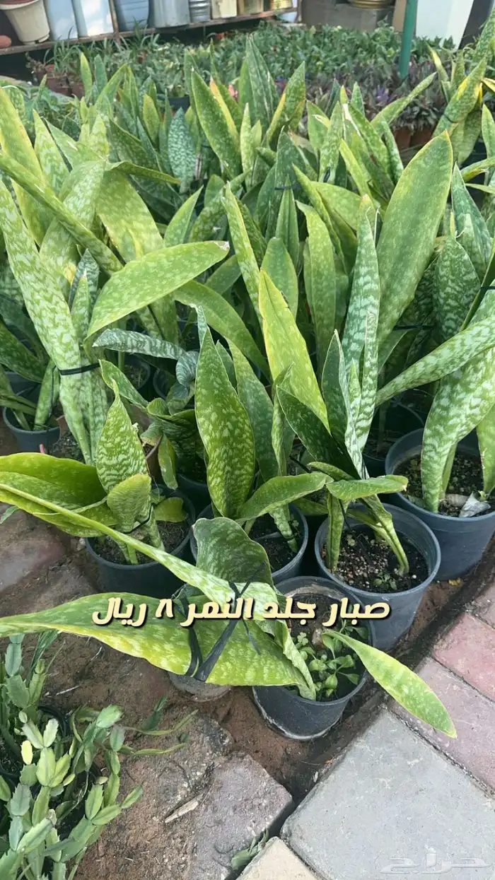 احواض زراعيه. جديد ومستعمل وستوك واشجار داخليه وخارجيه 2