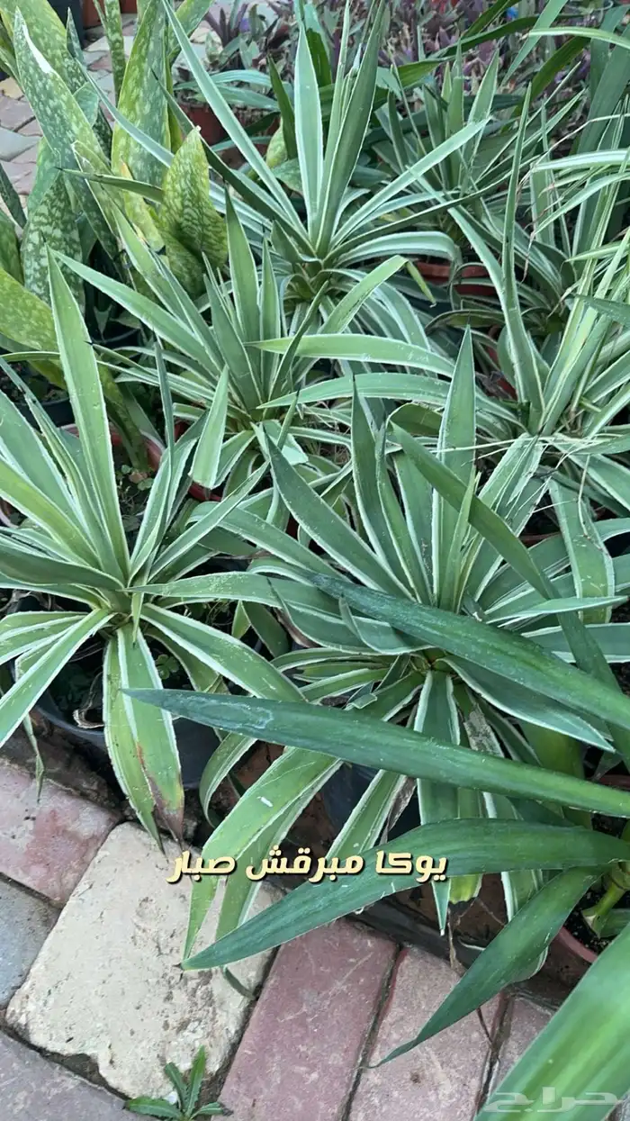 احواض زراعيه. جديد ومستعمل وستوك واشجار داخليه وخارجيه 1