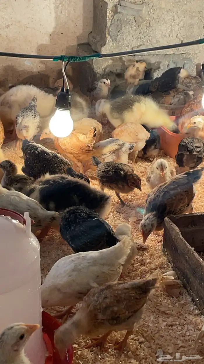 صوص عمر شهرين دجاج 1