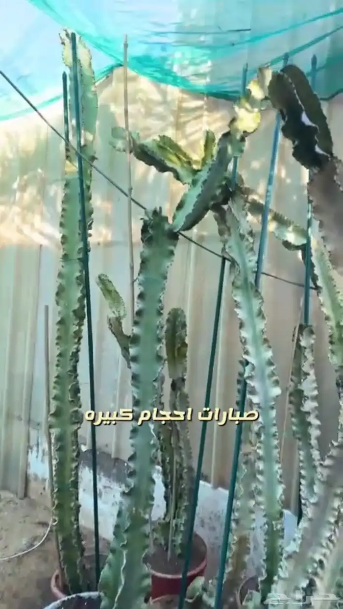 احواض زراعيه. جديد ومستعمل وستوك واشجار داخليه وخارجيه 4