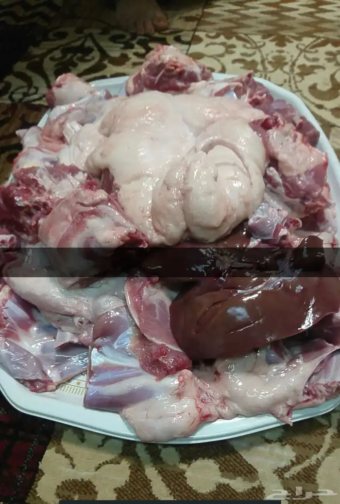 ذبايح ويوجد ذبح وتوصيل 13