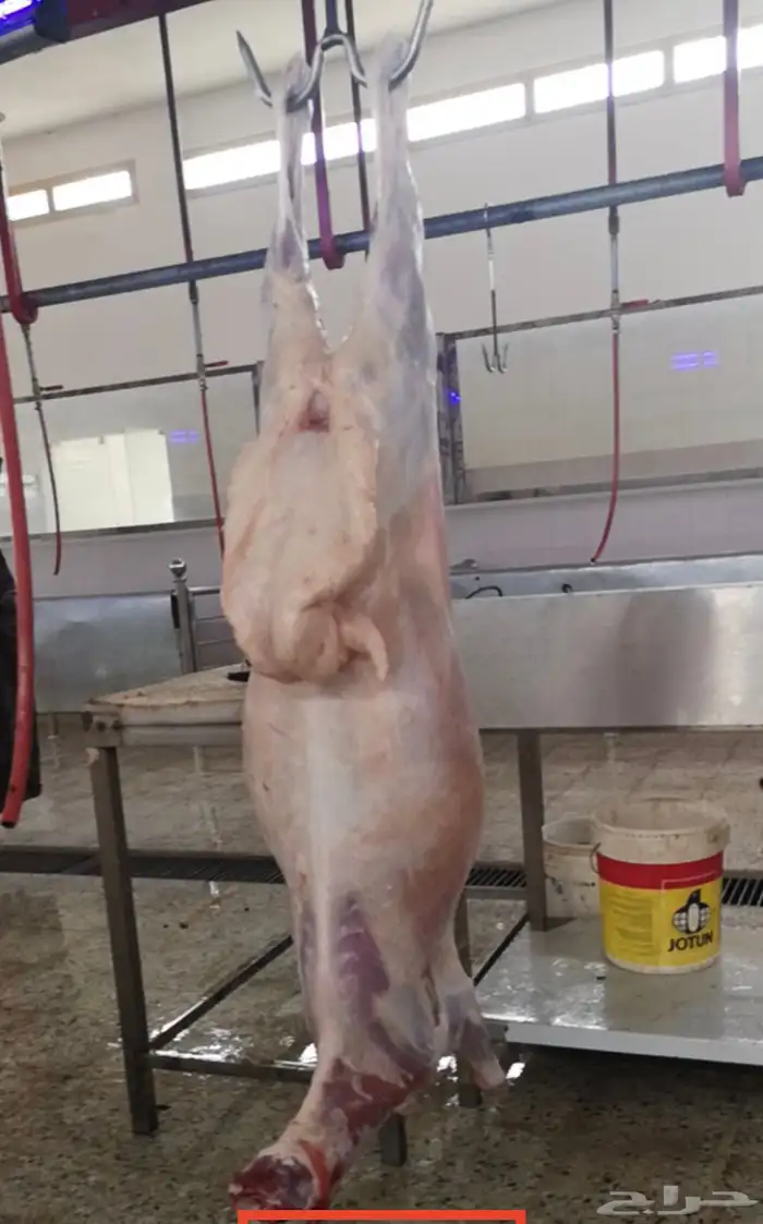 ذبايح ويوجد ذبح وتوصيل 12