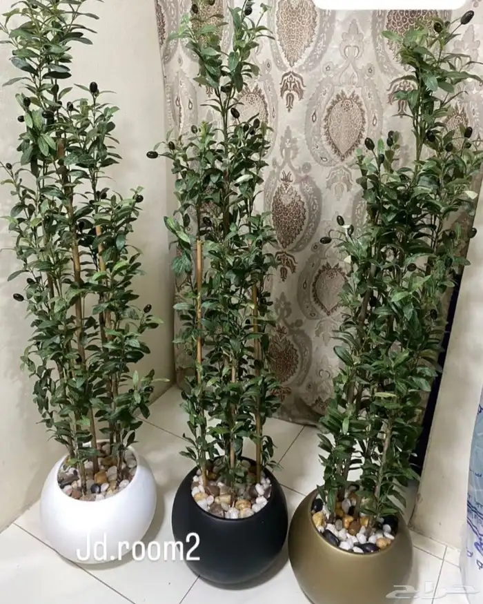 لإيجار مداخل حفلات مناسبات وأشجار زيتون ألهبه 9