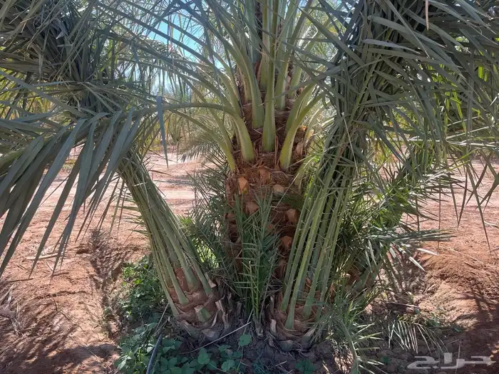 نخل مثمر للبيع 0