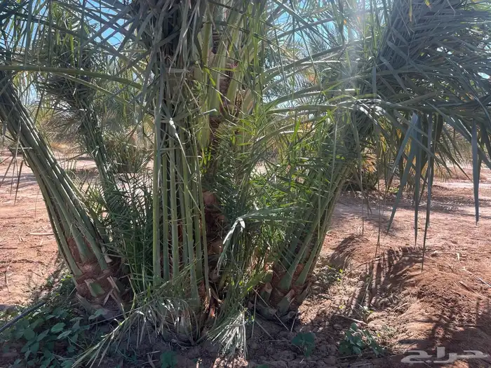 نخل مثمر للبيع 1