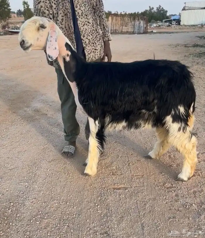 لللبيع رخل نجديه كفو. تمم البيع 0