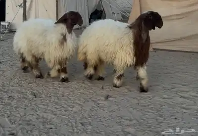 جذعات نعيم صنف 0