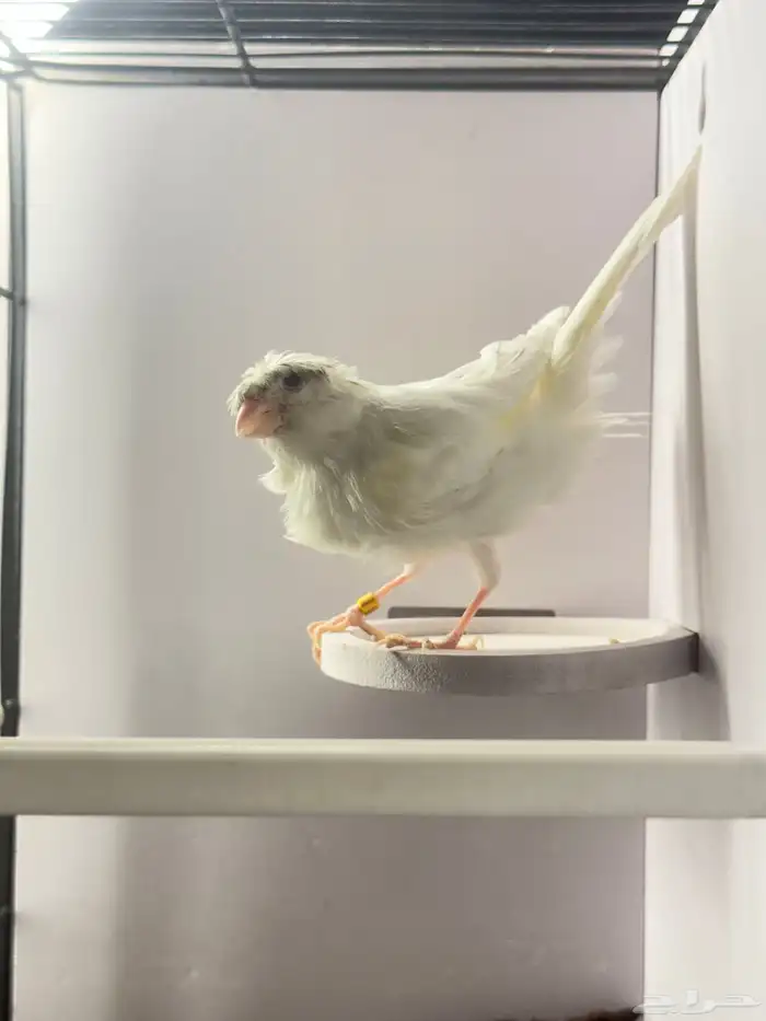 ذكر كناري تغريد تم البيع 1