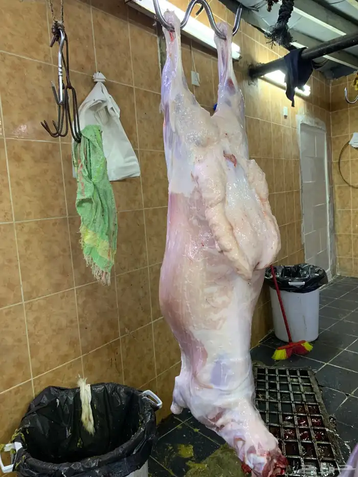 ذبائح حري ذبائح مناسبات عقيقه طليان ل الثلاجه تيوس 0