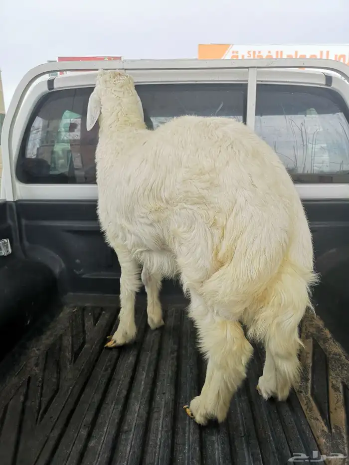 ذبايح ويوجد ذبح وتوصيل 11