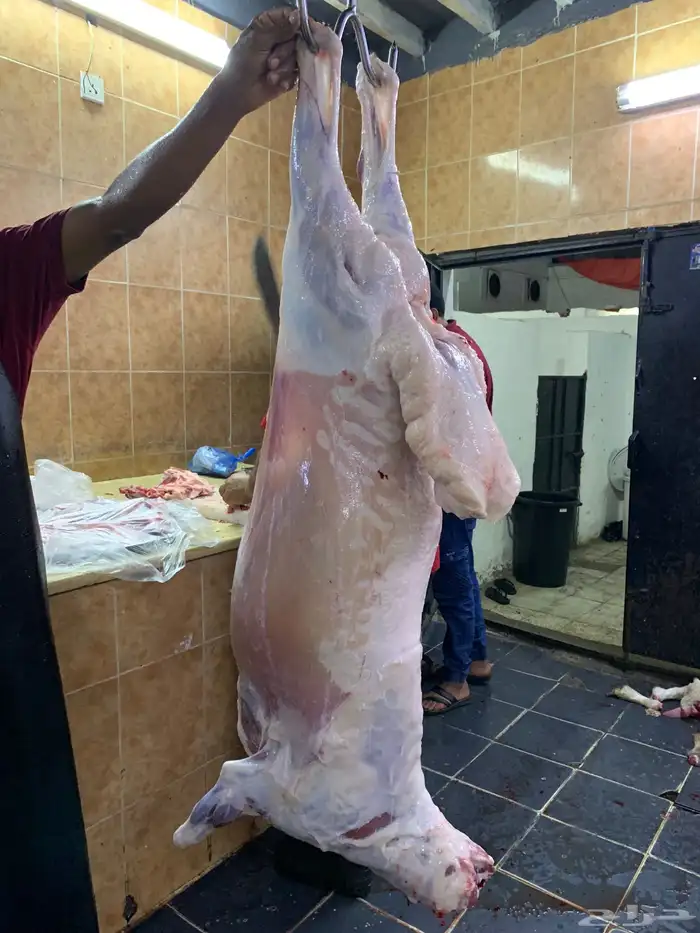 ذبائح حري ذبائح مناسبات عقيقه طليان ل الثلاجه تيوس 1