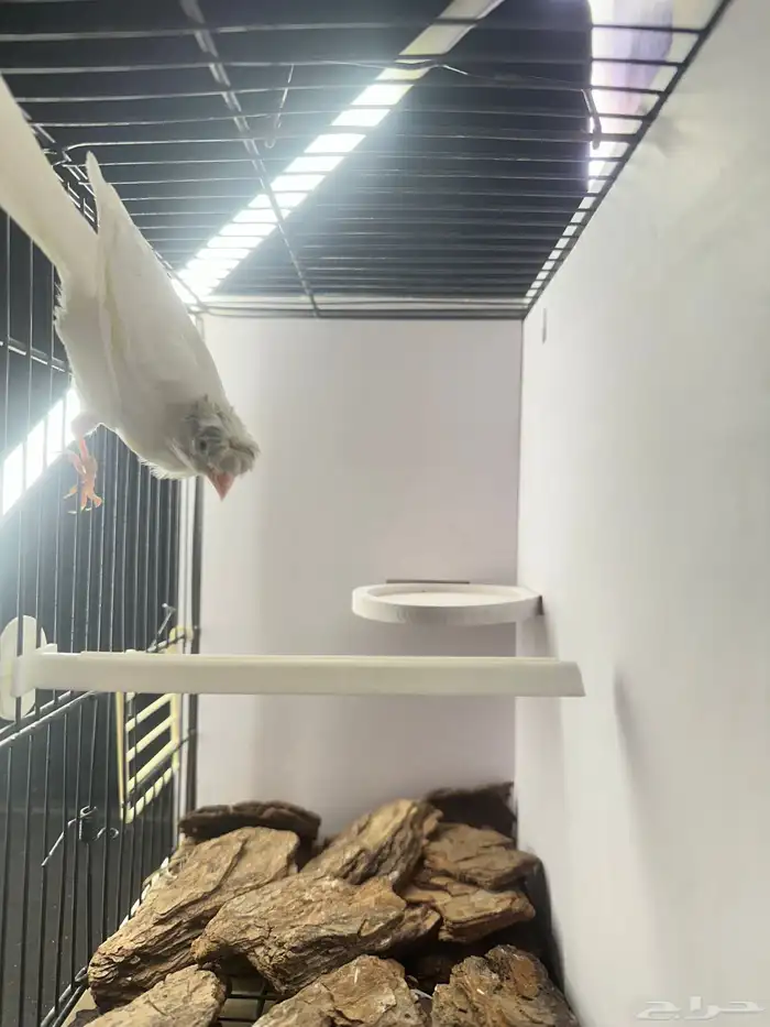 ذكر كناري تغريد تم البيع 2