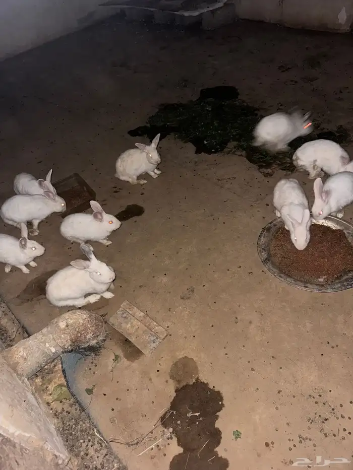 ارانب فرنسيه للبيع 0