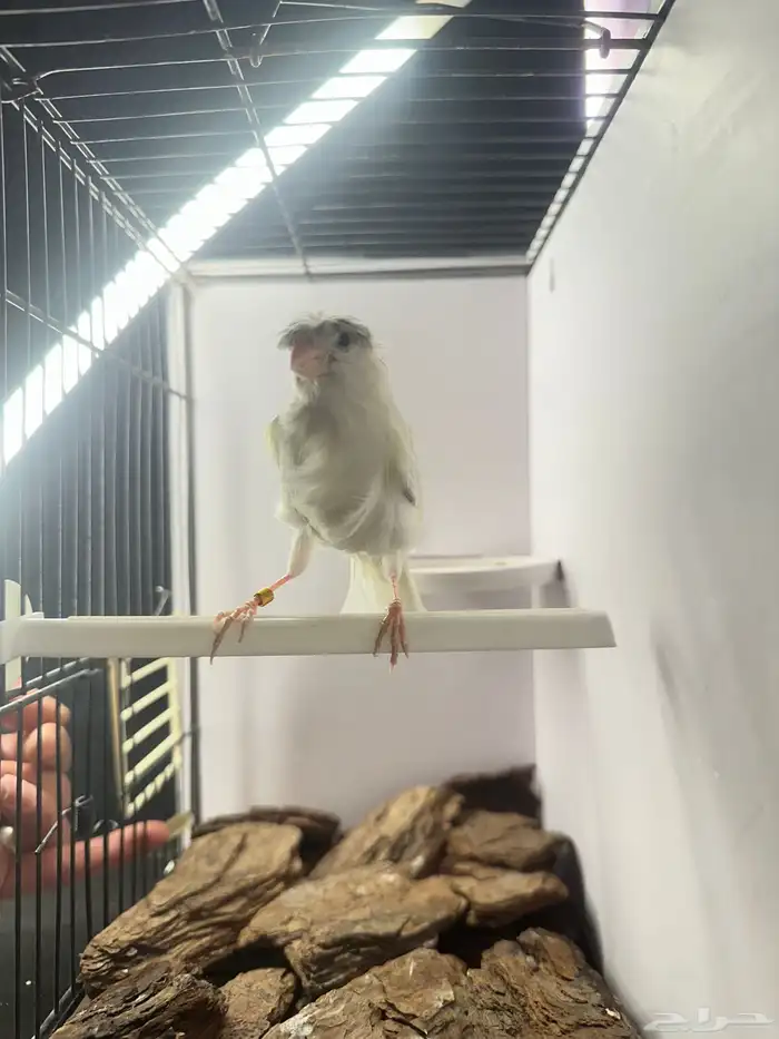 ذكر كناري تغريد تم البيع 0